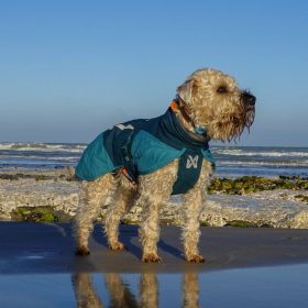 Chien en balade sur la plage près de la location de vacances Villa Chantebrise en Normandie