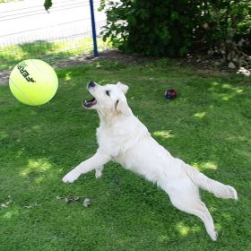 Chien jouant avec un ballon dans une location de vacances acceptant les chiens en Normandie