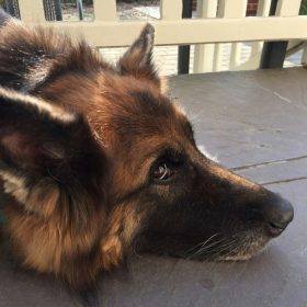 Chien se reposant sur la terrasse avec vue mer à Villa Chantebrise